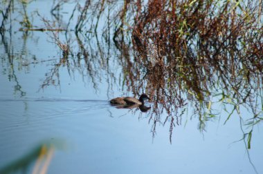 Gölde yüzen Avrasyalı yaban ördeğine yakın çekim