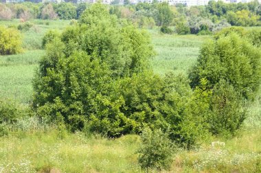 Önplanda seçici odaklı ağaçlar ve çimenlerin manzara görünümü