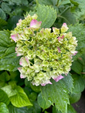 Büyük yapraklı ortanca çiçeğinin yakın çekimi ön planda seçici bir odak ile çiçek açmaya başlar