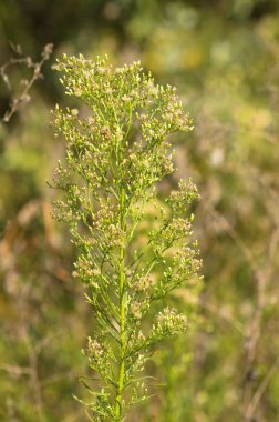 Ön planda seçici bir odak noktası olan at yosunu yakın plan