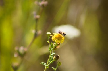 Arı polenlemesine yakın plan bulanık arka planlı sıradan pire çiçeği