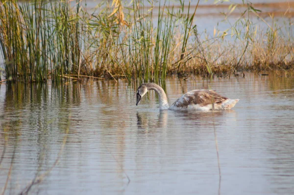 Nahaufnahme Von Schwänen Auf Der Suche Nach Wasser Mit Schilfspiegelungen — Stockfoto