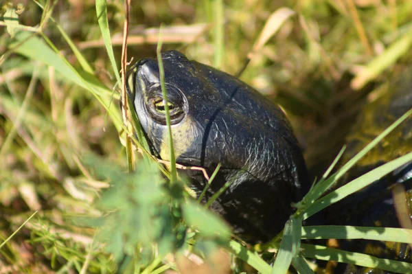 Close-up of turtle head side view with grass around and selective focus on foreground