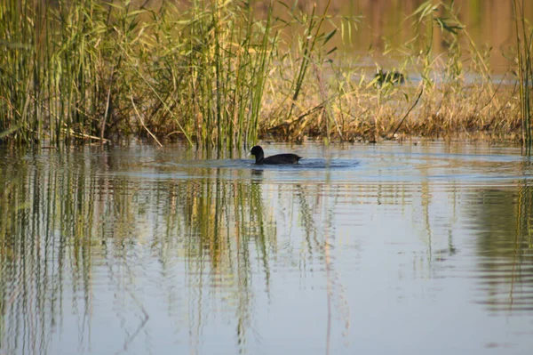 Close Eurasian Coot Natação Lago Com Reed Reflexões — Fotografia de Stock