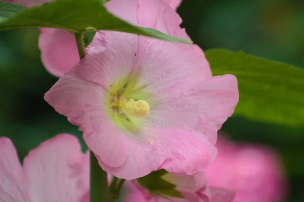 Closeup Rosa Maior Flor Malva Almíscar Com Foco Seletivo Primeiro — Fotografia de Stock