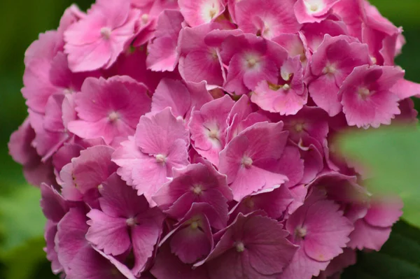 Hortensia Nagylevelű Hortenzia Virág Közeli Felvétele Szelektív Módon Előtérre Összpontosítva — Stock Fotó