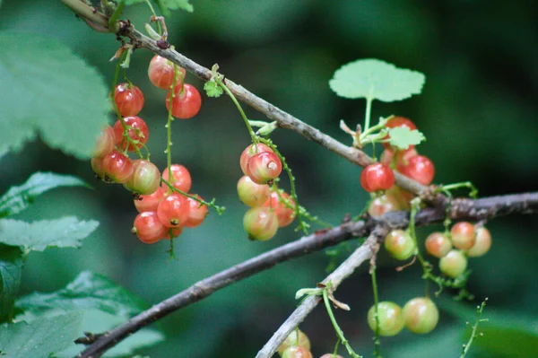 Close Red Currant Fruits Plant Selective Focus Foreground — Stock Photo, Image