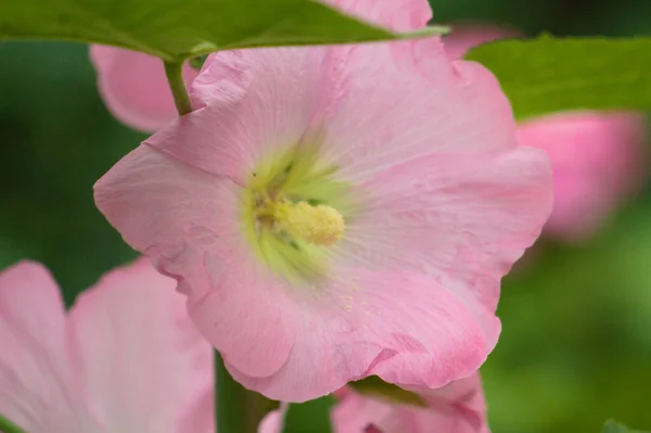 Primo Piano Rosa Fiore Hollyhock Comune Con Attenzione Selettiva Primo — Foto Stock