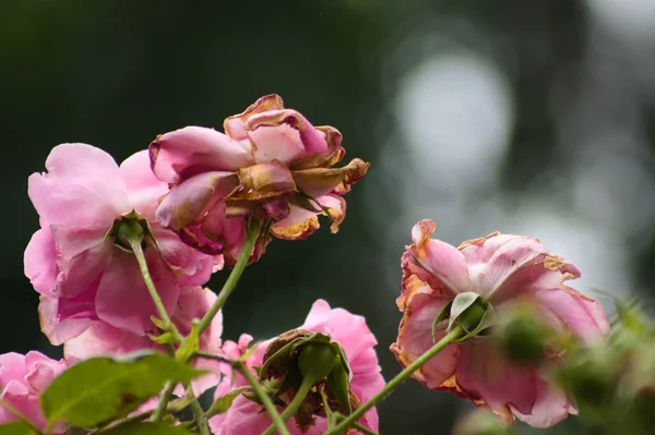 Närbild Torkade Rosor Blommor Med Suddig Bakgrund — Stockfoto