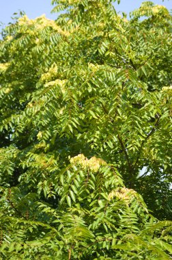 Cennet ağacının yakın planında mavi gökyüzü olan yaprakları.