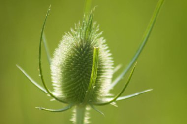 Yeşil bulanık arkaplanlı yeşil çaydanlık tohumlarına yakın çekim