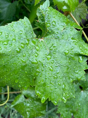 Şarap üzümlü yeşil yaprakların üzerine su damlalarının yakın plan seçici bir odak noktası vardır.