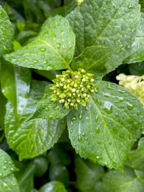 Yaprakların üzerine su damlayan büyük yapraklı ortanca tomurcuklarına yakın çekim
