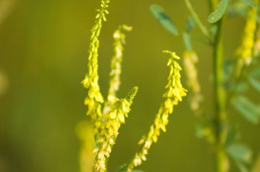 Yeşil arkaplanlı sarı yonca dolgunluğu yakın plan.