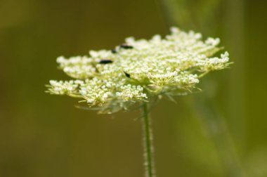 Yeşil arkaplan ile yaban havucu beyaz cilt yakınlaştırma