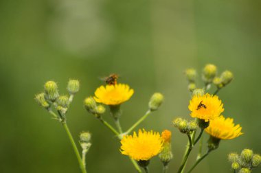 Arıların çok yıllık polenlerini yakın plan yeşil bulanık arka plandaki dişi devedikeni çiçekleri