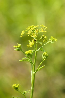 Yeşil bulanık arkaplanlı yabani kereviz tomurcuklarına yakın çekim