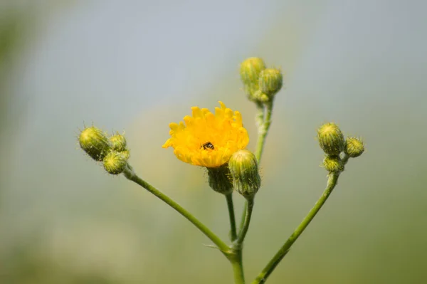 Close Bee Perennial Sowthistle Flower Blue Sky Background — Zdjęcie stockowe