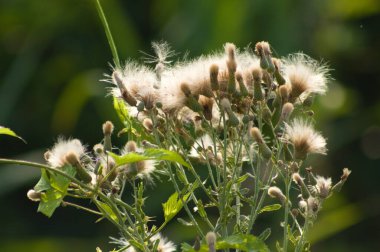 Bulanık arkaplanı olan tüylü devedikeni tohumlarının yakın çekimi