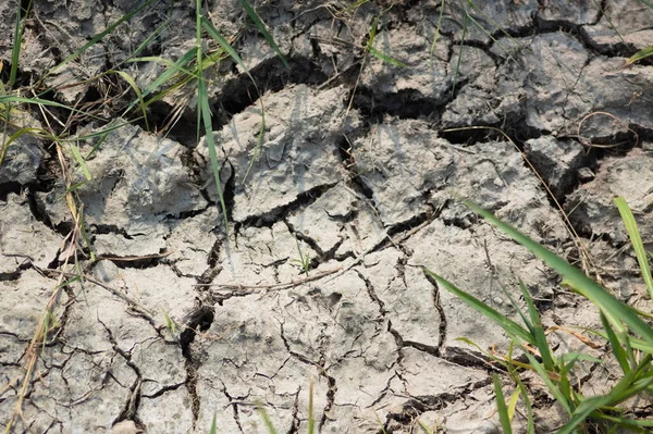 Close Gray Earth Cracked Severe Drought Few Green Blades Grass — Foto de Stock