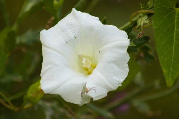 Close White Hedge Bindweed Flower Water Drops Selective Focus Foreground — Fotografia de Stock