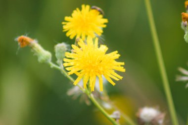 Uzun ömürlü sarı dişi devedikeni çiçeğinin yakın plan görüntüsü bulanık.