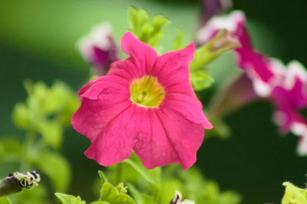 Крупним Планом Квітка Пурпурного Саду Петунії Вибірковим Акцентом Передньому Плані — стокове фото