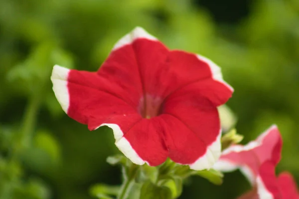 Close Red Garden Petunia Flower Selective Focus Foreground — Stockfoto