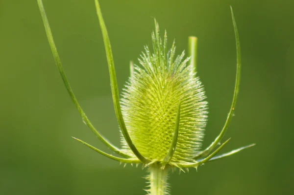 Close Green Wild Teasel Seed Green Blurred Background — 图库照片