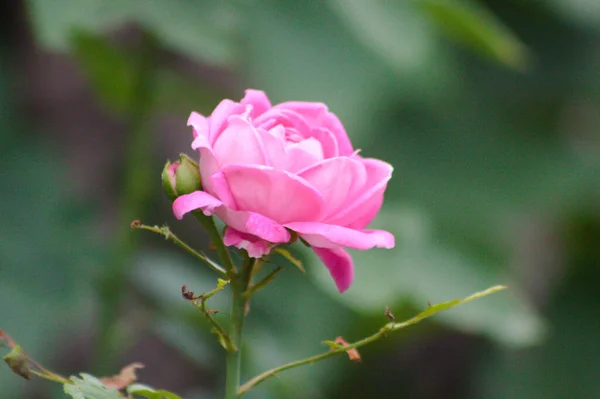 Close Rose Flower Bloom Selective Focus Foreground — Foto de Stock