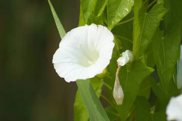 Close White Hedge Bindweed Flower Selective Focus Foreground — Photo