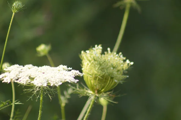 Close Wild Carrot Flower Buds Selective Focus Foreground — Foto de Stock