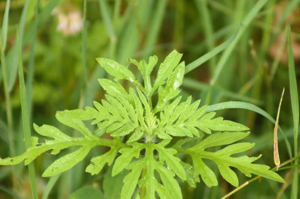 Close Annual Ragweed Green Leaves Selective Focus Foreground Ambrosia — Fotografia de Stock