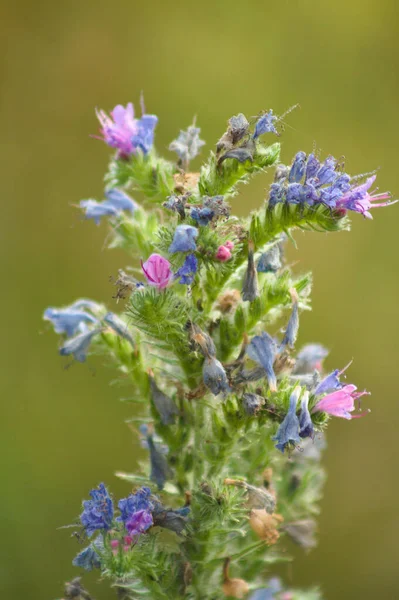 Close Viper Bugloss Flowers Green Blurred Background — Stock Photo, Image