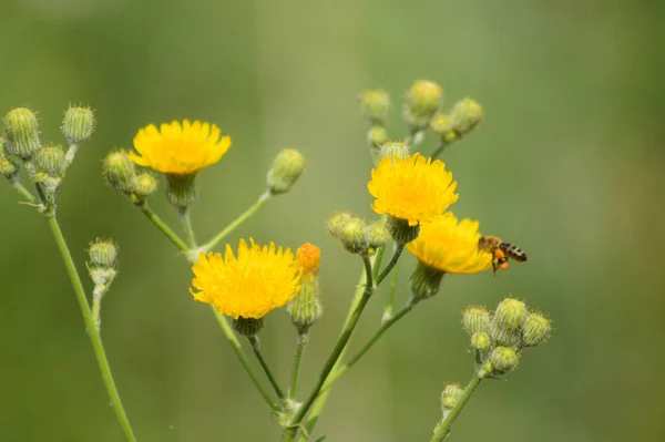 Close Bee Flying Perennial Sowthistle Flower Green Blurred Background — Stockfoto