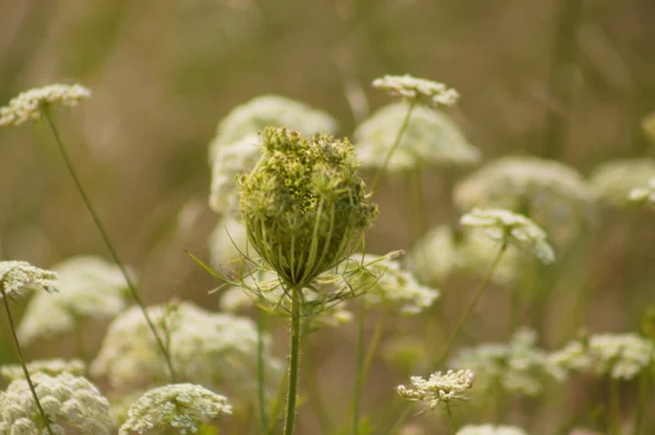 Close-up of wild carrot bud with blurred wild carrot flowers on background