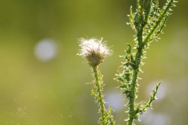 Close Fluffy Spiny Plumeless Thistle Seeds Selective Focus Foreground — стоковое фото