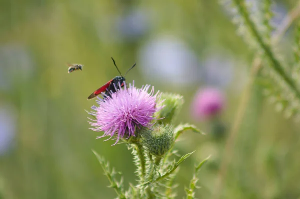Close Spiny Plumeless Thistle Flower Bug Blurred Background — Photo
