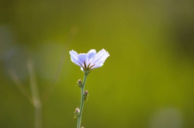 Yeşil bulanık arkaplanı olan yaygın hindiba mavisi çiçeğinin yakın çekimi