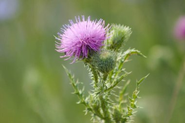 Dikensiz dikensiz devedikeni çiçeğinin ve arka planda yeşil bulanık bitkilerin yakın çekimi