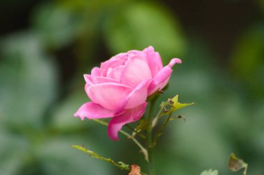 Arkaplanda yeşil bulanık bitkilerle çiçek açan gül çiçeğinin yakın çekimi