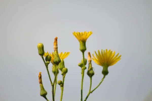 Close Perennial Sowthistle Flowers Buds Blue Sky — Foto Stock