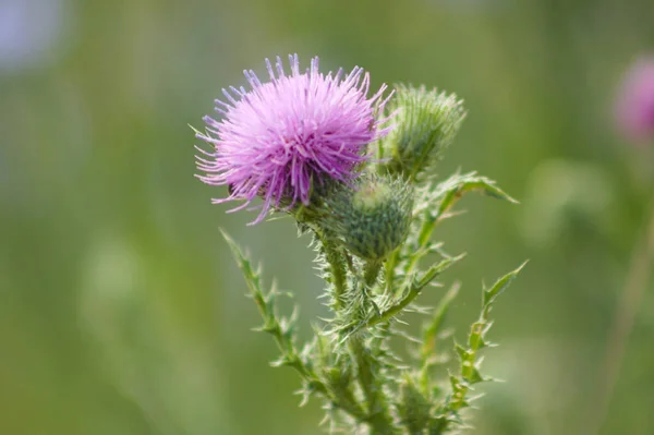 Dikensiz dikensiz devedikeni çiçeğinin ve arka planda yeşil bulanık bitkilerin yakın çekimi