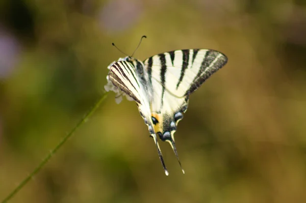 Close Scarce Swallowtail Butterfly Plant Selective Focus Foreground — ストック写真