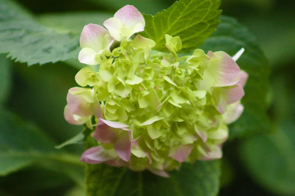 Close Bigleaf Hydrangea Bud Starting Flower Selective Focus Foreground — Stok Foto