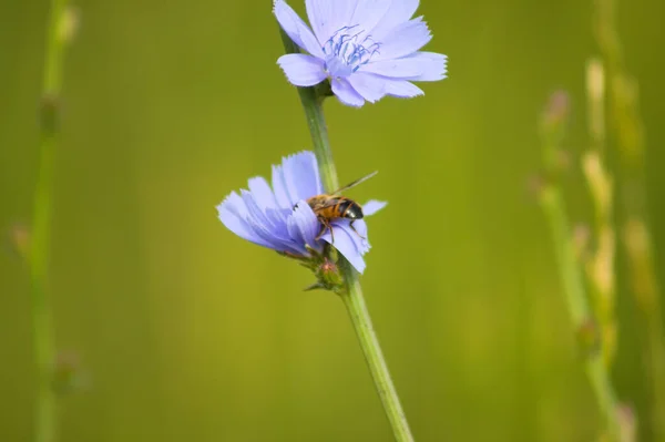 Close Bee Pollinating Blue Common Chicory Flower Green Blurred Background Stockbild