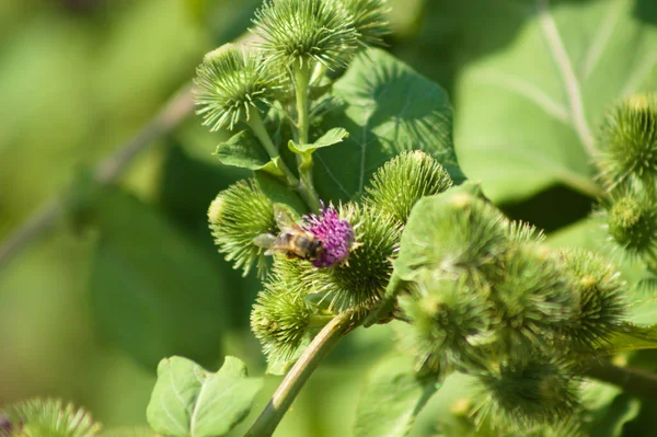 Close Bee Pollinating Lesser Burdock Flower Selective Focus Foreground — Stockfoto