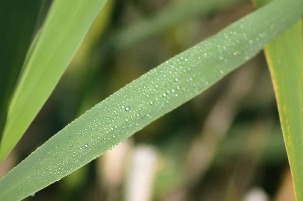 Close-up of common reed leaves with water drops and selective focus on foreground