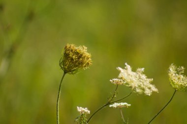 Close-up of wild carrot flower and bud with green blurred plants on background