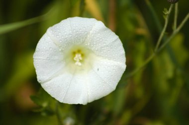Close-up of white morning glory flower with water drops and selective focus on foreground